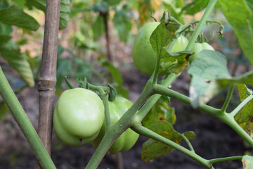 green tomatoes in tomato garden
