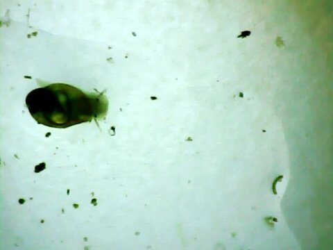 Microscopic snail walking in the water