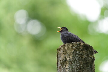Eurasian blackbird aka The common blackbird or Turdus merula close-up portrait. Singing with open beak. Funny animal photo. Copy space.