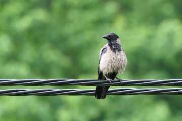 Common bird Corvus cornix aka hooded crow is perched on electric wire.