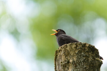 Eurasian blackbird aka The common blackbird or Turdus merula close-up portrait. Singing with open beak. Funny animal photo. Copy space.