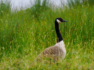 canada goose on the grass