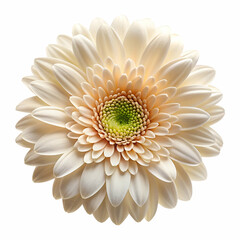 Elegant cream colored gerbera daisy bloom isolated on a pristine white background