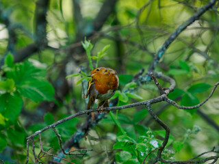 robin on a branch