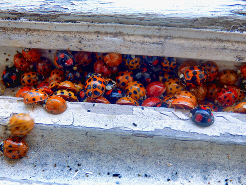 An infestation of Harlequin Ladybirds (Harmonia axyridis) also known as multicoloured Asian Lady Beetles, massing together in the recess of a shabby window
