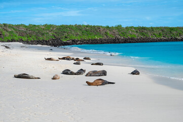 Gardner Bay with Sea Lions on the Beach,  Espanola Island, Galapagos National Park