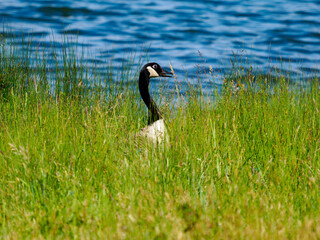 canada goose on the grass