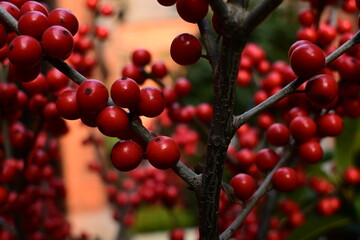 chinese traditional garden red berries