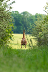 Ein Reh auf der Flucht