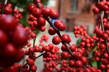 chinese traditional garden red berries
