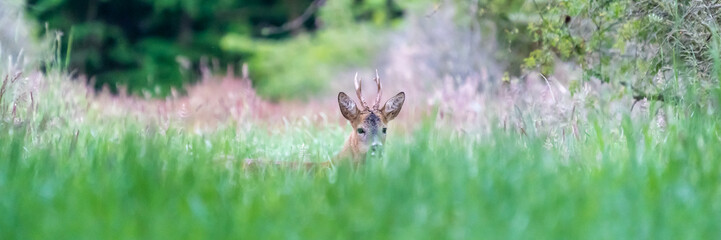 Ein Rehbock versteckt sich in hohem Gras