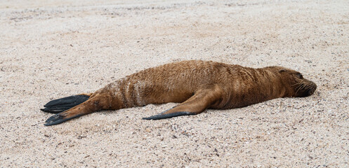 Sea Lion on the Beach of Galapagos Island