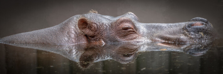 Hippopotamus Submerged in Water with Only Eyes and Ears Visible
