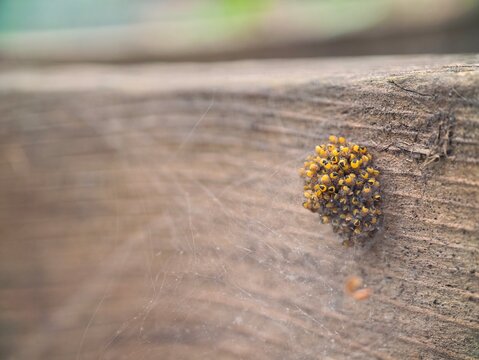 A ball of baby spiders, these spiders are the produce of the Araneus diadematus species, which lays anywhere from 300 to 800 eggs each autumn and hatch in the Spring