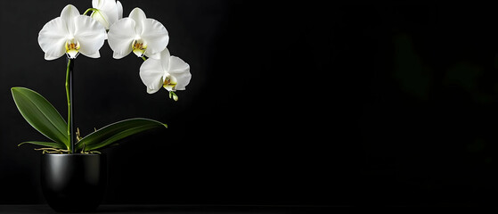 Obraz premium White Orchid In Dark Potted Plant