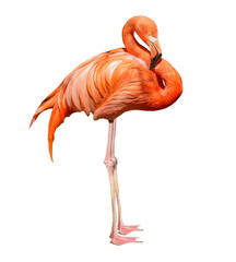 Pink flamingo isolated on transparent background