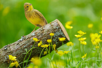 bird perching on stump among yellow flowers. Yellowhammer Bird, Emberiza citrinella