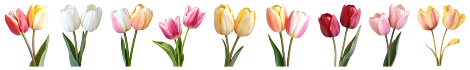 Fototapeta premium PNG Colorful tulips in a row., elements on transparent background