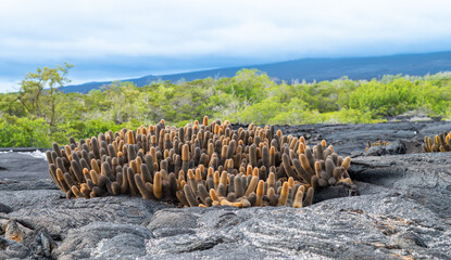 Lava Cactus, Endemic Plant Growing on Lava Field of Fernandina Island, Galapagos, Ecuador
