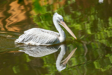 pelican floating in a pond