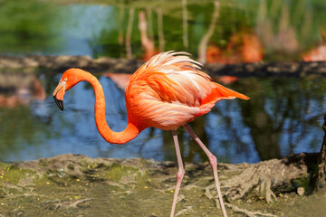pink flamingo walking on beach of river