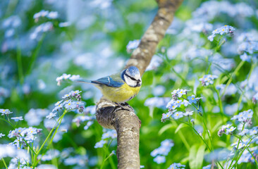 Little bird perching on branch of tree among forget-me-not flowers. Blue tit