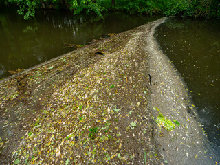 Leaves, seeds, and debris collected on a river weir, showing the boundary of flowing and stagnant...