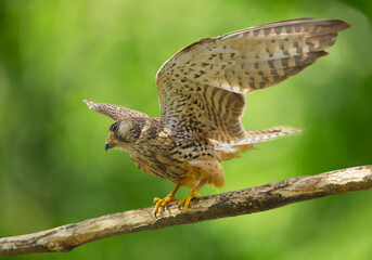 hawk with wings spread, perching on branch of tree on green background. Bird of prey