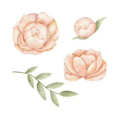 Set of watercolor peach flowers, peonies, rosebud with branches of green leaves. Hand drawn illustration isolated on background for design of cards, invitations, tableware, clothes, birthday, wedding