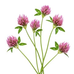 Five pink clover blossoms isolated on white background