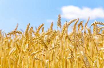 Ripening wheat ears in a field