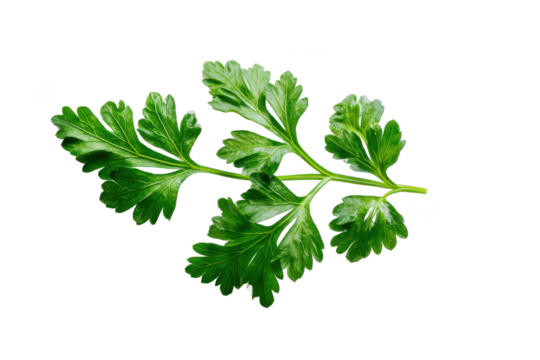 Fresh Parsley Sprig Vibrant Green Herb for Cooking and Garnish - Powered by Adobe