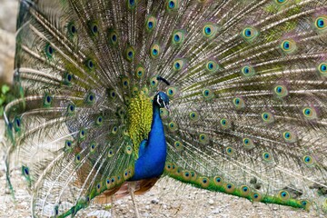 Naklejka premium Peacock with fully spread plumage in close-up