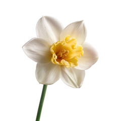 A delicate daffodil flower with creamy white petals and a bright yellow trumpet stands gracefully on a thin green stem against a clean, pure white background.