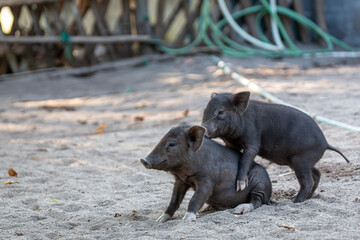Piglets on the beach, Image shows a young piglets playing on the sand on pig island in Mudsum © J.Woolley