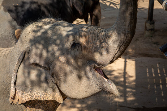 Elephant feeding at sanctuary, Image shows a rescued female Asian elephant at elephant kingdom sanctuary feeding or being fed from tourists on the overhead gantry or bridge