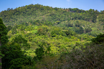 Ko Samui landscape, Image shows the in land view of a small hill and miles of jungle or rain forest...