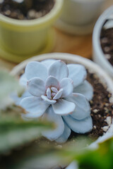 Eheveria Lau close-up. The succulent has a waxy blue-white coating.