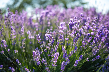 Beautiful image of lavender field over summer sunrise landscape. Blooming lavender field close-up.