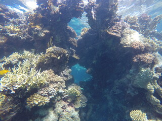 green sea turtle chelonia mydas herbivore 