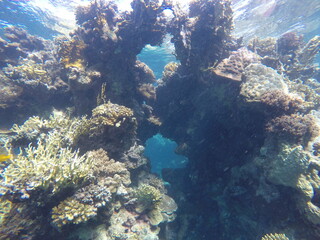 green sea turtle chelonia mydas herbivore 