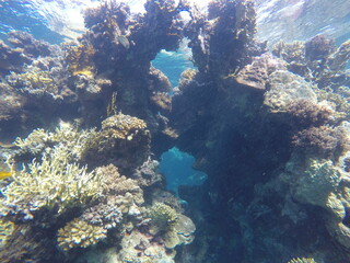 green sea turtle chelonia mydas herbivore 