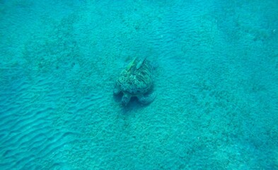green sea turtle chelonia mydas herbivore 