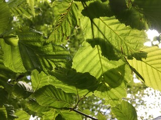 Close-up of fresh green tree leaves with sunlight shining through.