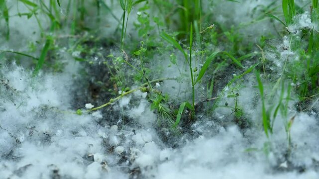 poplar fluff in green grass