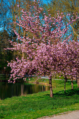Sakura Bloom Near The Lake