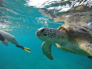 close look at green sea turtle chelonia mydas herbivore 