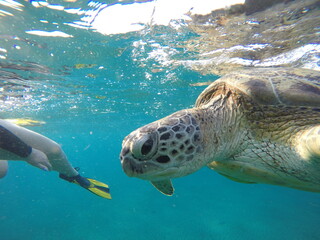 close look at green sea turtle chelonia mydas herbivore 