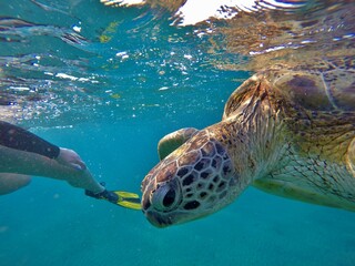 close look at green sea turtle chelonia mydas herbivore 