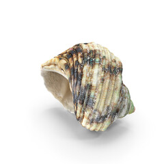 Seashell isolated on transparent background